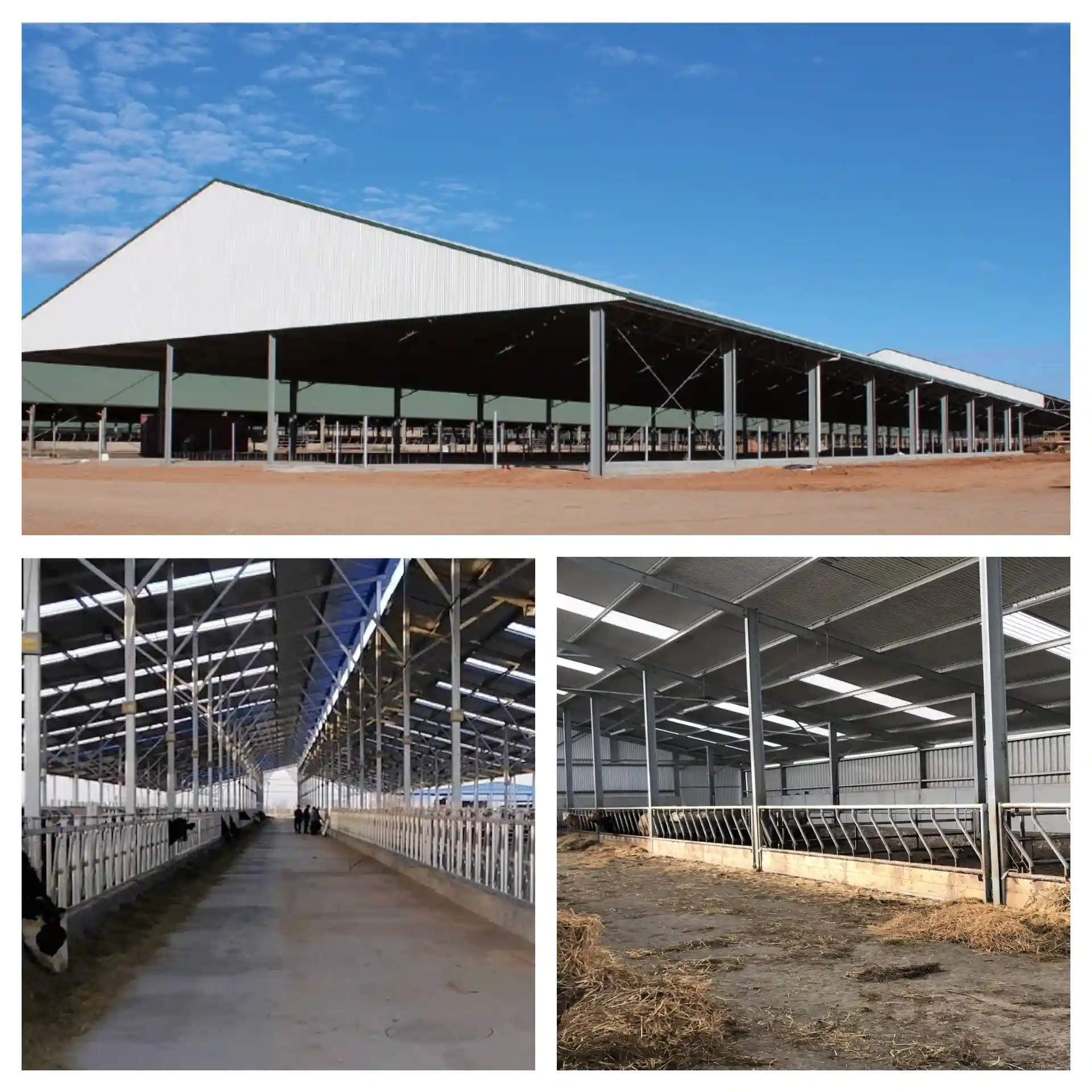 Steel Cow Farm Building(图1)