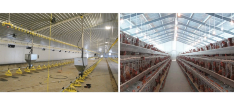 Ukraine Steel Structure Poultry House