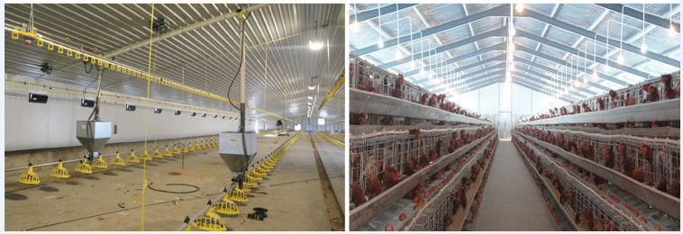 Steel Structure Poultry House(图2) Steel Structure Poultry House(图2)