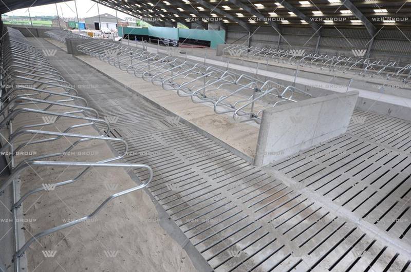 Steel Structure Dairy Cattle Farm(图2) Steel Structure Dairy Cattle Farm(图2)