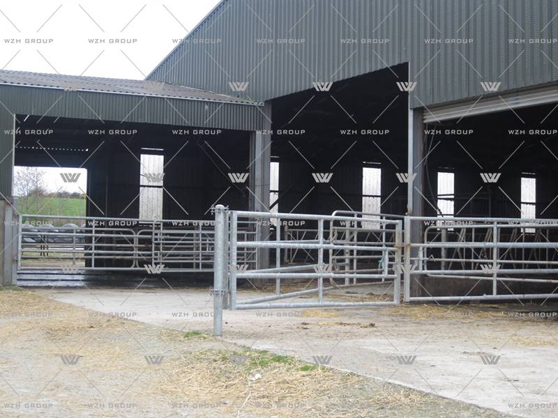 Steel Structure Dairy Cattle Farm(图3) Steel Structure Dairy Cattle Farm(图3)