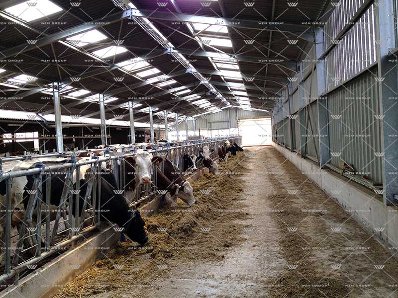 Steel Structure Dairy Cattle Farm