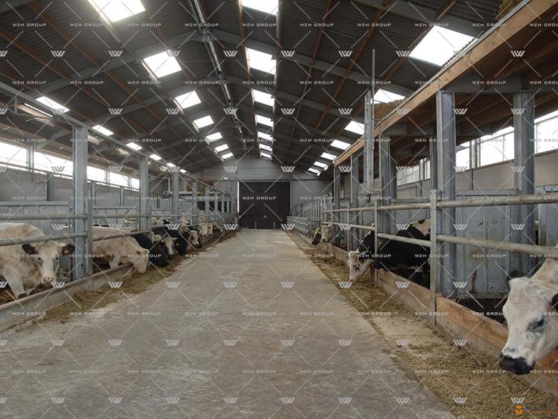 Steel Structure Dairy Cattle Farm(图5) Steel Structure Dairy Cattle Farm(图5)
