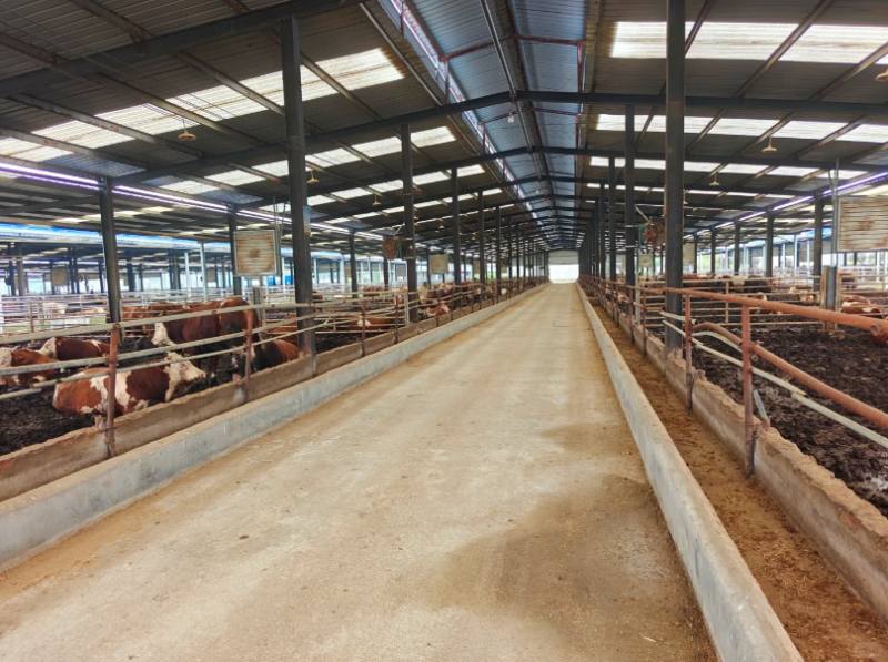 How Much Does It Cost To Build A Cattle Shed With A Steel Structure?(图1) How Much Does It Cost To Build ASteel Structure Cattle Shed(图1)