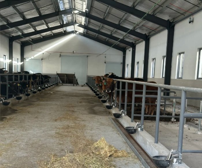 How Much Does It Cost to Build a Steel Structure Cattle Barn